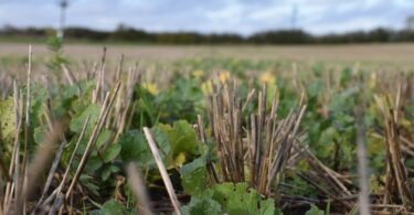 World Soil Day: Twenty innovative East Riding farmers using ‘pop-up rainforests’ to improve soil quality and reduce flooding