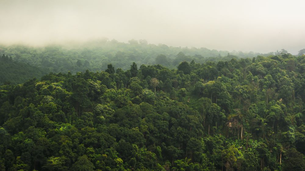 National Trust's New Temperate Rainforest Project