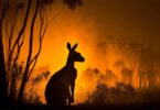 The Impact of Climate Change on Australia's Ecosystem
