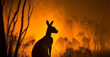 The Impact of Climate Change on Australia's Ecosystem