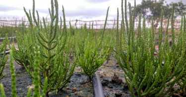 The first known halophytes to be grown in Malawi. Working with Challenges Malawi, hundreds of miles from the coast Seawater Solutions used salty ground water to grow Salicornia on previously fallow land