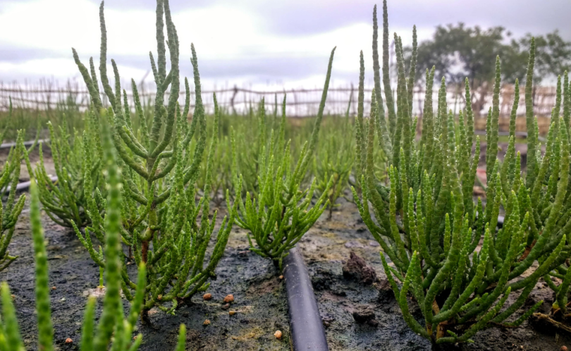 The first known halophytes to be grown in Malawi. Working with Challenges Malawi, hundreds of miles from the coast Seawater Solutions used salty ground water to grow Salicornia on previously fallow land