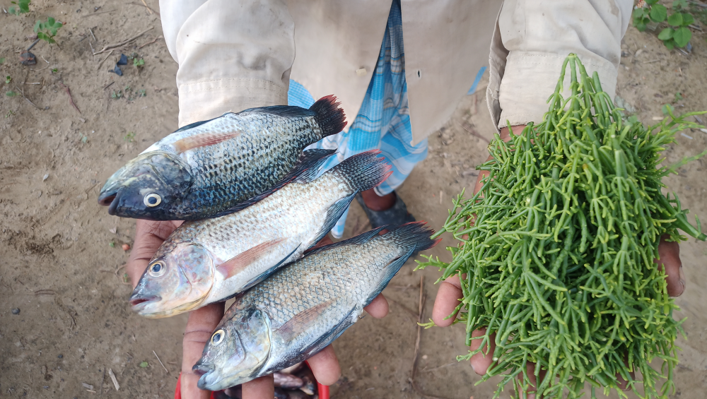 The main aim was to try and develop a halophyte feed which could supplement the local aquaculture industry. Previously farmers used rice bran as a feed or bought expensive feeds from Zambia when they could afford it. 