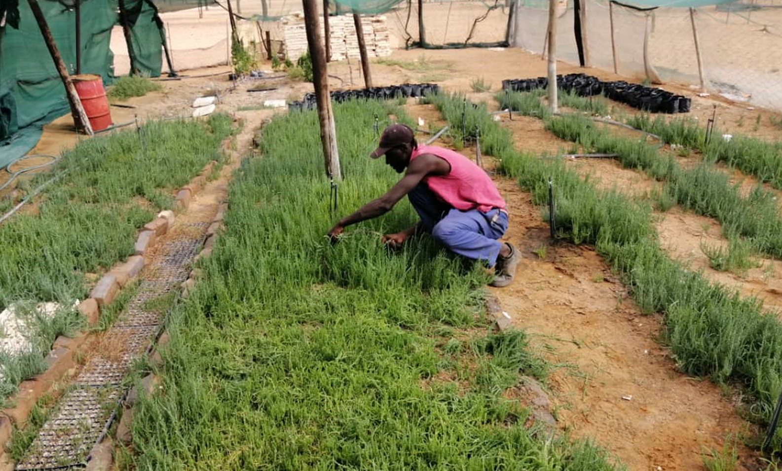 Halophytes cultivated in the nursery are developed to an intermediate stage where they will be strong enough to be transplanted into the field where they will grow to maturity. Each plant grows to a bush roughly 1m high by 1m wide. The top third of the plant can be cut and will regrow after 4-6 weeks. 