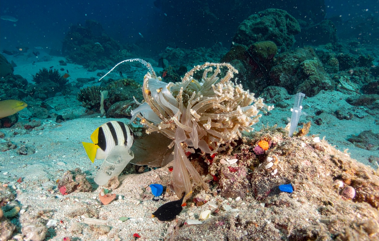 Impacts Of Mixed Microplastics On Marine Life Climate Global News