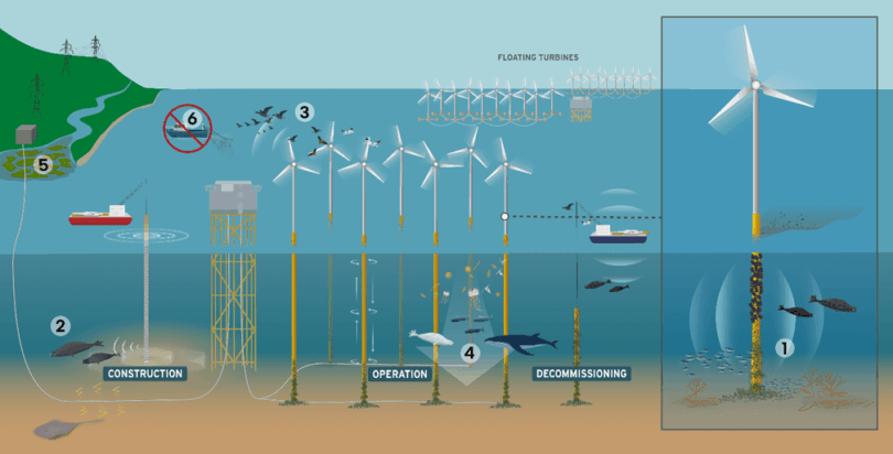 Infographic showing biodiversity impacts of offshore wind farms across their lifecycle, from construction and operation to decommissioning, with effects on species, habitats, and ecosystems
