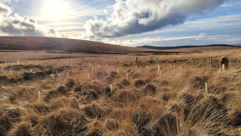 Peatland restoration works on Dartmoor supported by Pennon through its Upstream Thinking programme