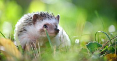 Hedgehog moving through grass in a wildlife-friendly garden habitat