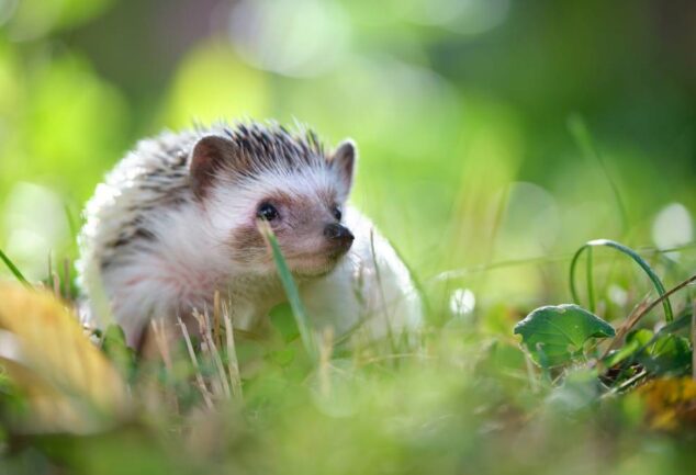Hedgehog moving through grass in a wildlife-friendly garden habitat