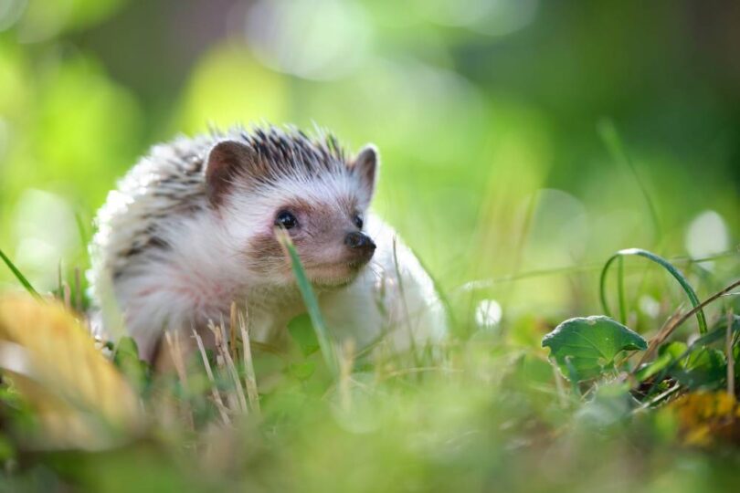 Hedgehog moving through grass in a wildlife-friendly garden habitat
