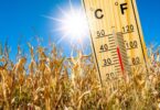 Extreme heat during wheat flowering shown by high temperature thermometer in dry wheat field
