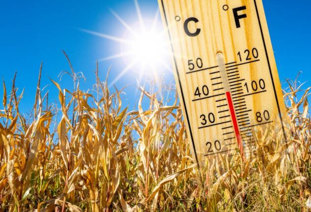 Extreme heat during wheat flowering shown by high temperature thermometer in dry wheat field
