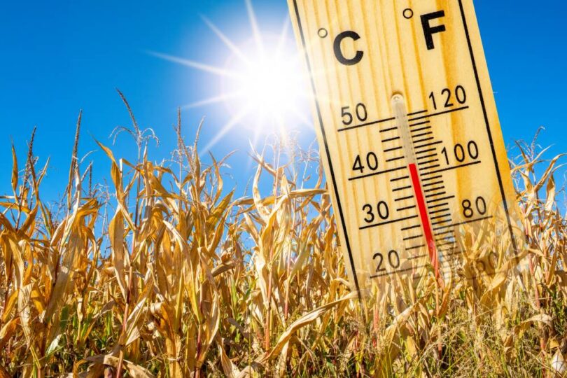 Extreme heat during wheat flowering shown by high temperature thermometer in dry wheat field