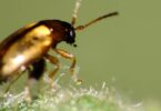 Sustainable pest management targeting cabbage stem flea beetle on oilseed rape leaf surface