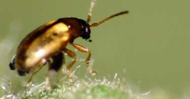 Sustainable pest management targeting cabbage stem flea beetle on oilseed rape leaf surface
