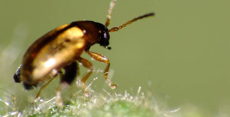 Sustainable pest management targeting cabbage stem flea beetle on oilseed rape leaf surface