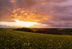 England Ecosystem Survey landscape showing rolling agricultural fields, flowering crops and woodland at sunset across the English countryside