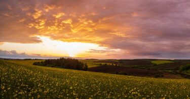 England Ecosystem Survey landscape showing rolling agricultural fields, flowering crops and woodland at sunset across the English countryside