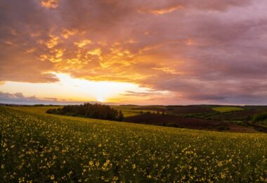 England Ecosystem Survey landscape showing rolling agricultural fields, flowering crops and woodland at sunset across the English countryside