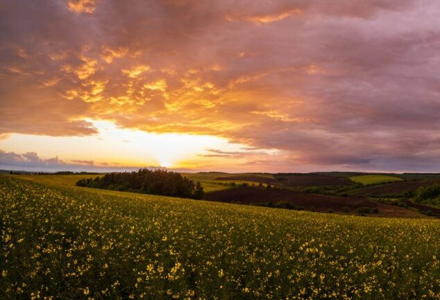 England Ecosystem Survey landscape showing rolling agricultural fields, flowering crops and woodland at sunset across the English countryside