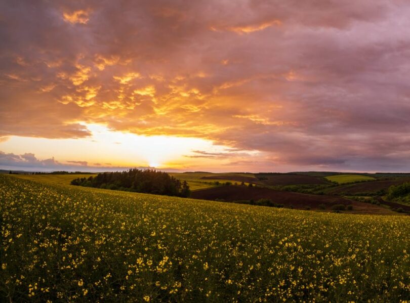 England Ecosystem Survey landscape showing rolling agricultural fields, flowering crops and woodland at sunset across the English countryside