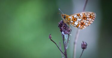 butterfly on wild plant illustrating environmental DNA biodiversity monitoring of species in ecosystems