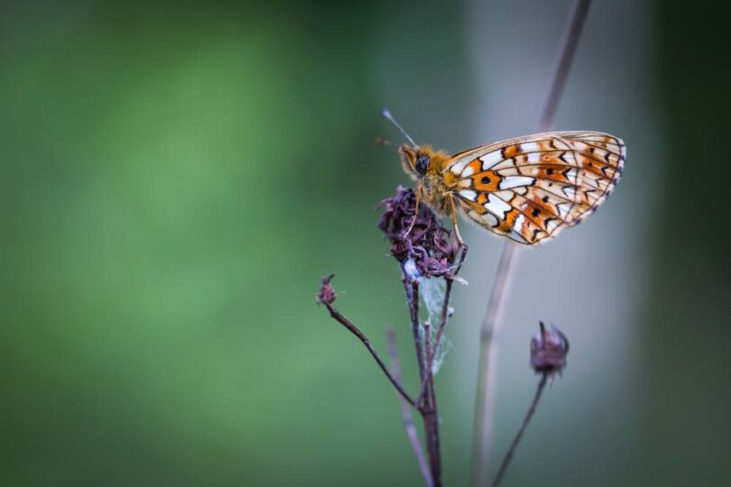 butterfly on wild plant illustrating environmental DNA biodiversity monitoring of species in ecosystems