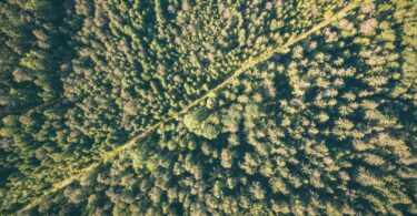 Bio-based cosmetic ingredients sourced from forest biomass supporting sustainable beauty production