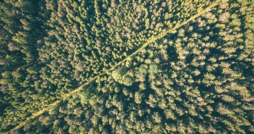 Bio-based cosmetic ingredients sourced from forest biomass supporting sustainable beauty production