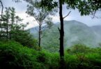 Ecosia tree planting milestone tropical forest landscape showing restored green mountains and biodiversity-rich ecosystem