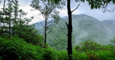 Ecosia tree planting milestone tropical forest landscape showing restored green mountains and biodiversity-rich ecosystem