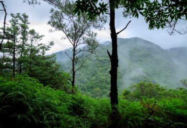 Ecosia tree planting milestone tropical forest landscape showing restored green mountains and biodiversity-rich ecosystem