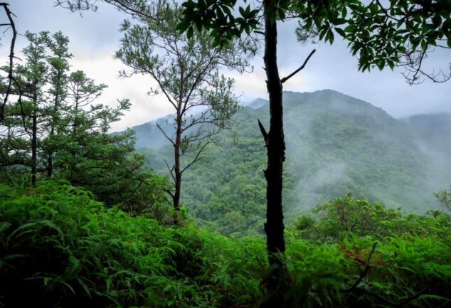 Ecosia tree planting milestone tropical forest landscape showing restored green mountains and biodiversity-rich ecosystem