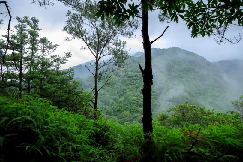 Ecosia tree planting milestone tropical forest landscape showing restored green mountains and biodiversity-rich ecosystem