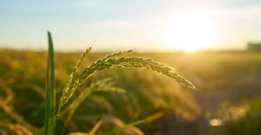 Close-up of a rice plant in a sunlit field at sunset, with golden light illuminating the grains and surrounding crops.