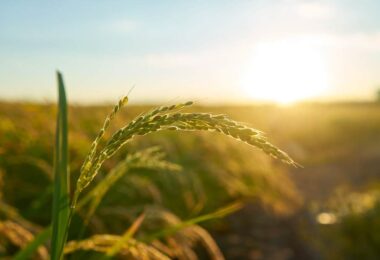 Close-up of a rice plant in a sunlit field at sunset, with golden light illuminating the grains and surrounding crops.