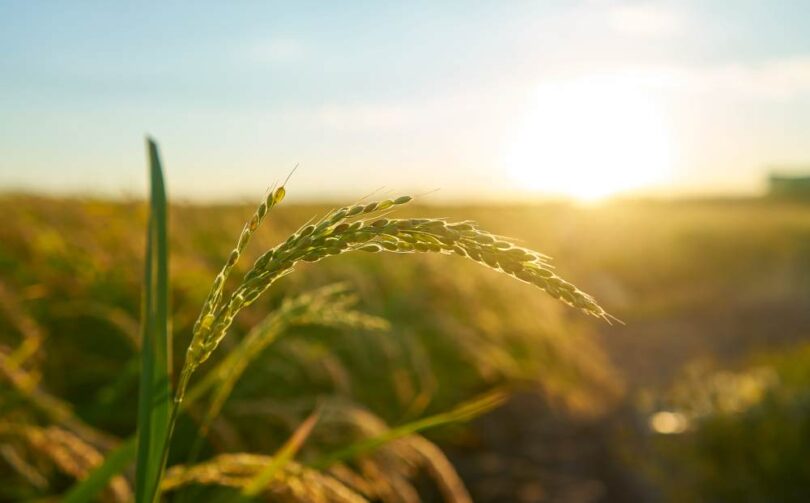Close-up of a rice plant in a sunlit field at sunset, with golden light illuminating the grains and surrounding crops.