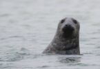 seal swimming in coastal waters marine wildlife North Devon