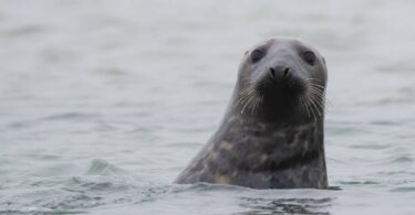 seal swimming in coastal waters marine wildlife North Devon