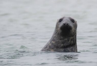 seal swimming in coastal waters marine wildlife North Devon