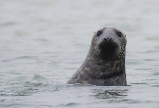 seal swimming in coastal waters marine wildlife North Devon