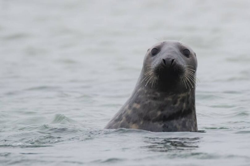 seal swimming in coastal waters marine wildlife North Devon