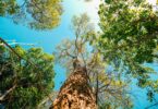 Looking up at green trees and leaves against a blue sky