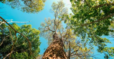 Looking up at green trees and leaves against a blue sky