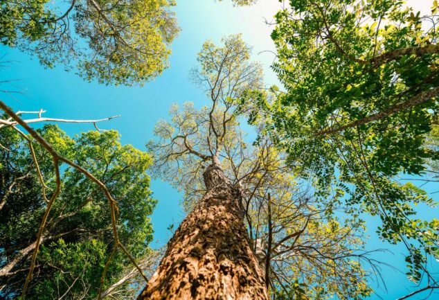 Looking up at green trees and leaves against a blue sky