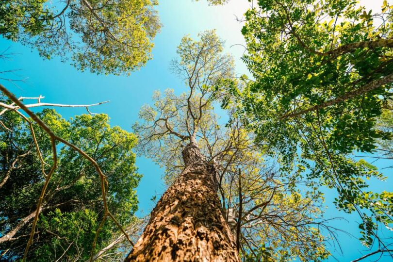 Looking up at green trees and leaves against a blue sky