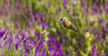 Goldfinch perched among purple wildflowers, illustrating UK wildlife and habitat resilience during hotter summers