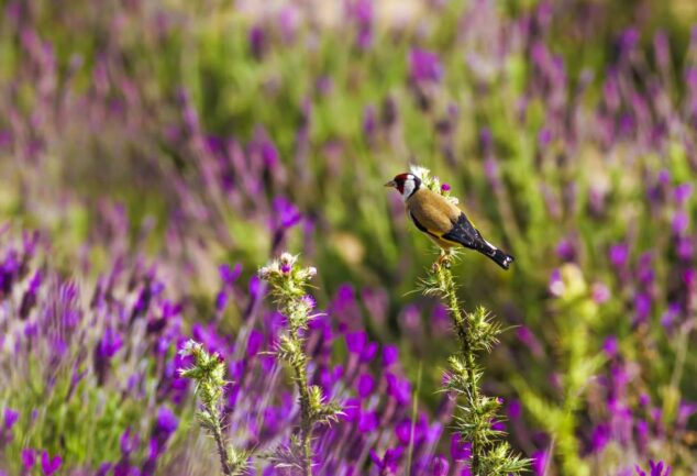 Goldfinch perched among purple wildflowers, illustrating UK wildlife and habitat resilience during hotter summers