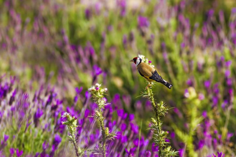 Goldfinch perched among purple wildflowers, illustrating UK wildlife and habitat resilience during hotter summers