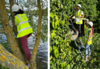 Researchers installing sensors on a green wall for an urban heat study